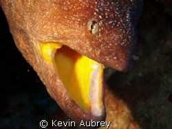 Yellow mouthed Moray. Olympus Mju600. Night dive at nuwei... by Kevin Aubrey 